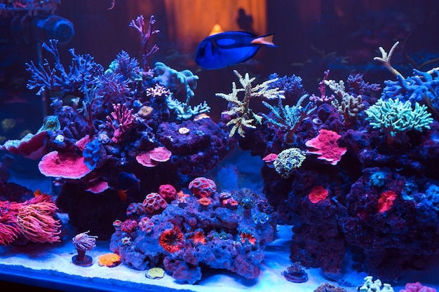 해양 수족관의 산호.