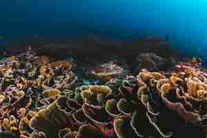 Free photo corals and sponges around a thriving tropical coral reef