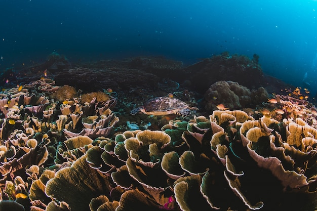 번성하는 열대 산호초 주변의 산호와 스폰지