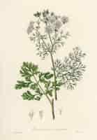 Free photo coriander (coriandrum sativum) illustration from medical botany (1836)