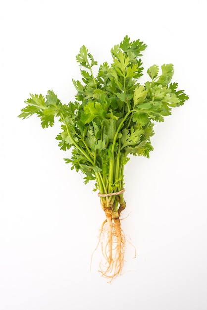 coriander isolated