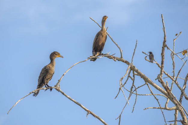 Cormorant birds sitting on a tree branch with a clear blue sky