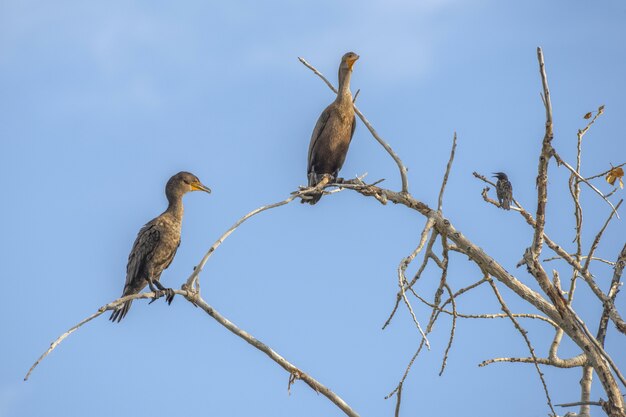 Баклан птицы сидят на ветке дерева с ясным голубым небом