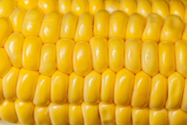 Corn background