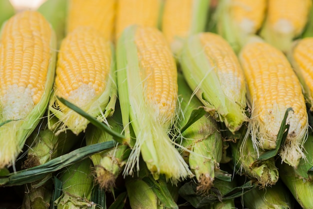 Corn cob between green leaves. Fresh sweet corn in the farmers market. Closeup of sweet boiled corn in market