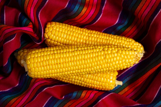 Corn cobs on colorful background close-up