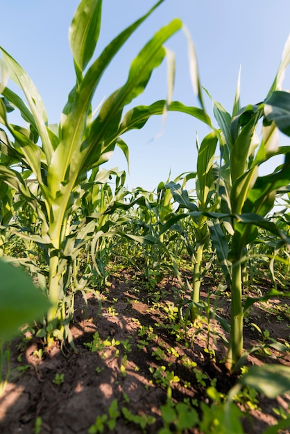Corn field farming concept