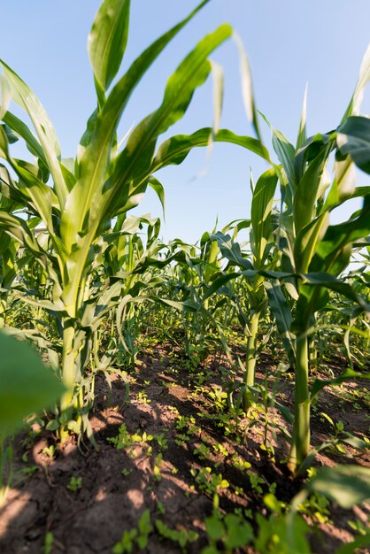 Концепция выращивания кукурузного поля