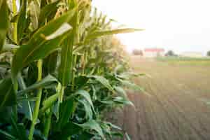 Free photo corn field in sunset