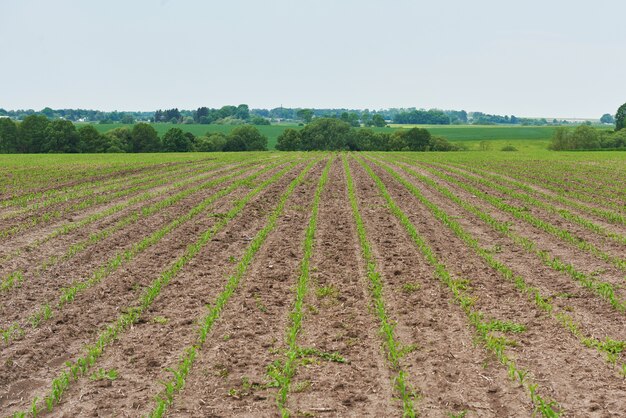 Corn field: young corn plants growing in the sun.