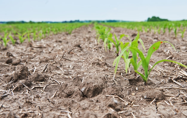 Corn field: young corn plants growing in the sun.