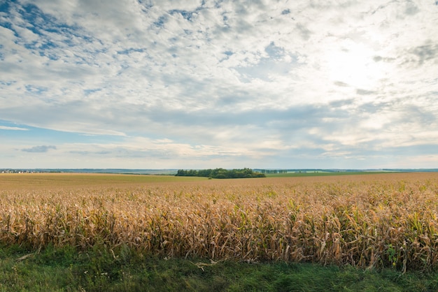 Corn field