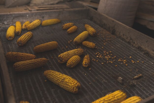 Corn placed in metal box