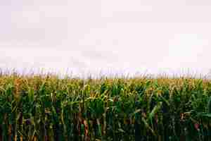 Free photo cornfield under the cloudy sky