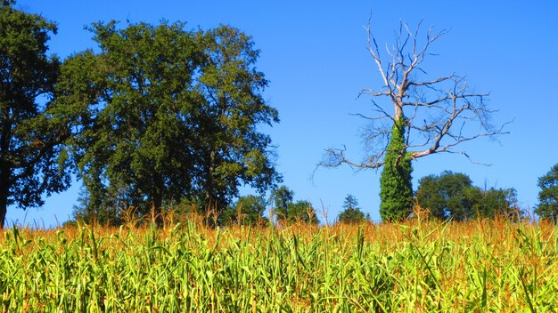 Cornfield with trees against a clear blue sky