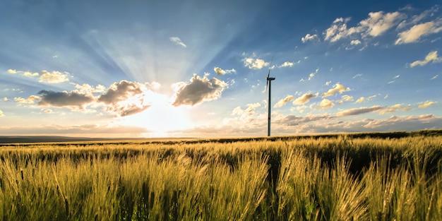 Cornfield with windmill