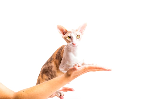 Cornish rex cat on person's hand isolated over white background