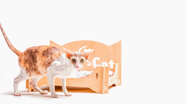 Cornish rex cat standing in front of pet bed isolated on white background