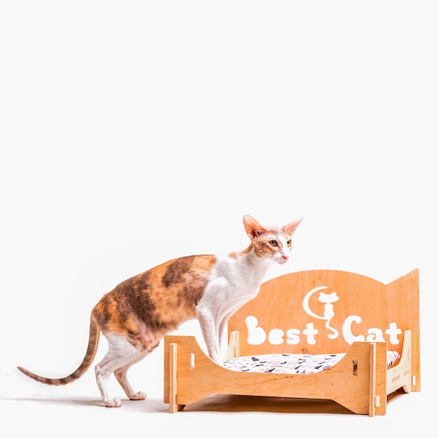 Free photo cornish rex cat standing on pet bed isolated on white background