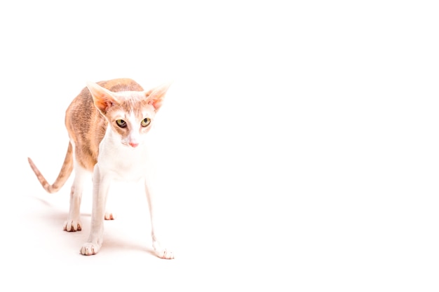 Корниш-рекс-кошка, стоящая на белом фоне