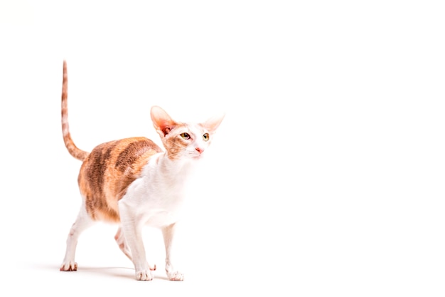 Cornish rex cat with its tail up standing against white background