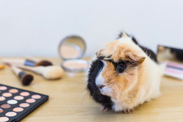 Cosmetics products and guinea on wooden desk