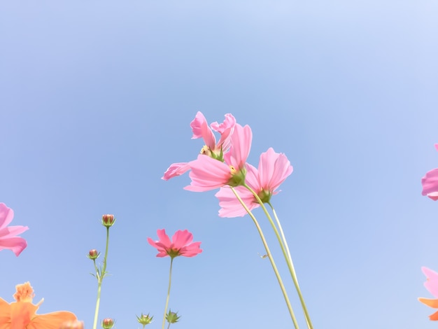 Cosmos beauty flowers