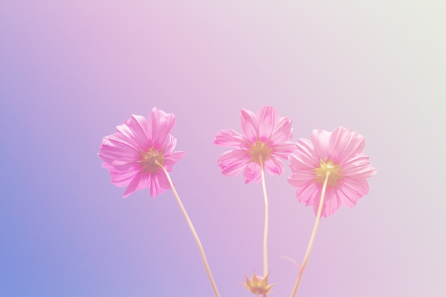 Cosmos beauty flowers