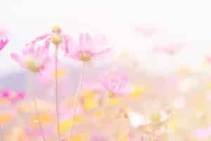 無料写真 コスモスの美しさの花