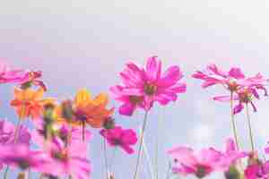 Free photo cosmos beauty flowers