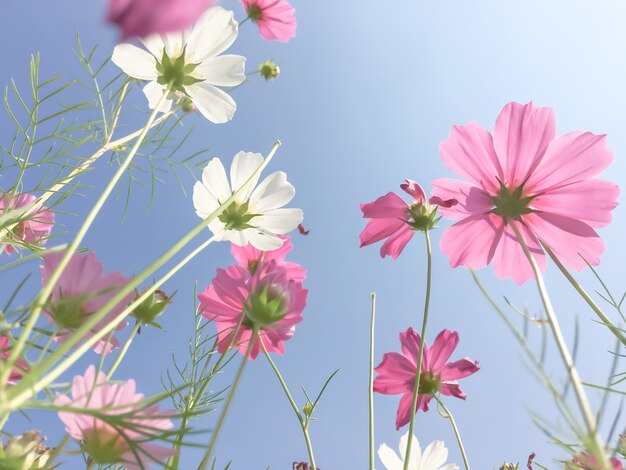 Cosmos beauty flowers