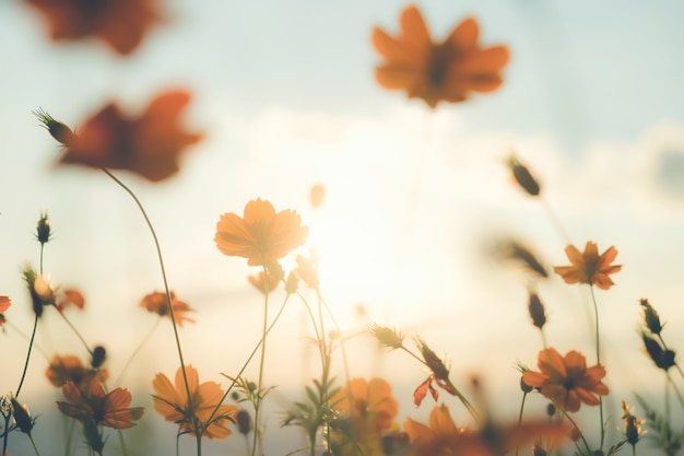 cosmos flower field