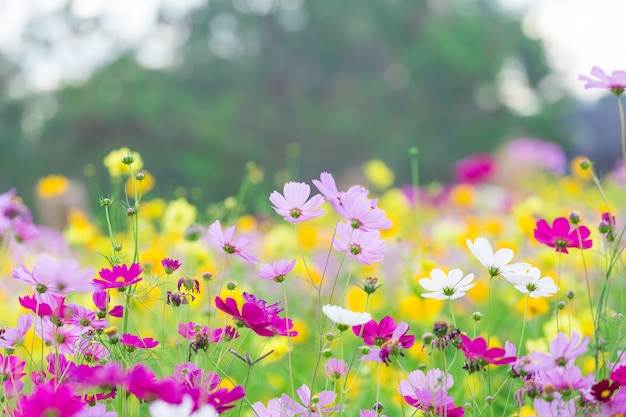 Cosmos flower field