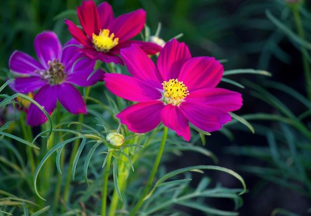 cosmos flowers