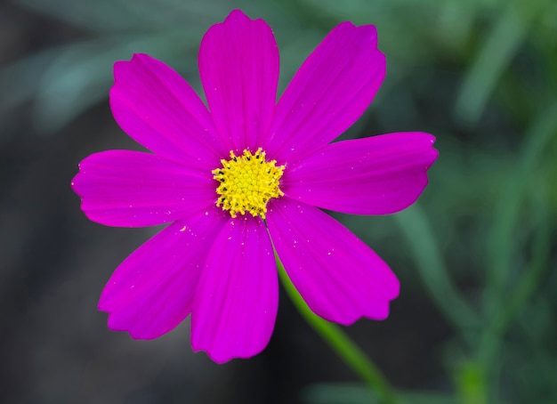 cosmos flowers