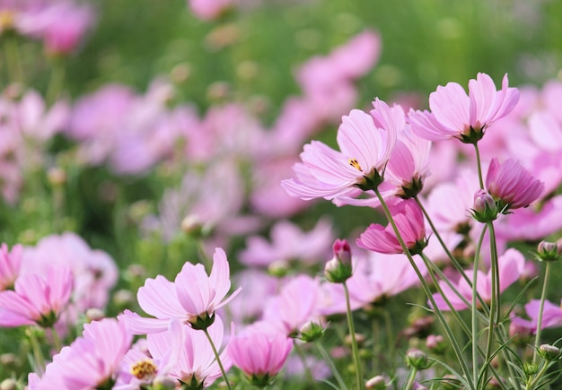 cosmos flowers