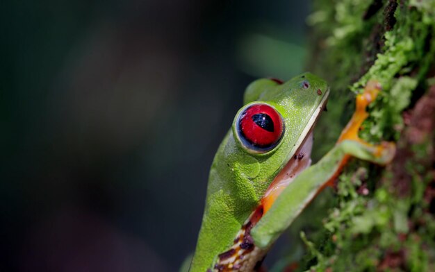 Premium Photo | Costa rica wildlife nature animals