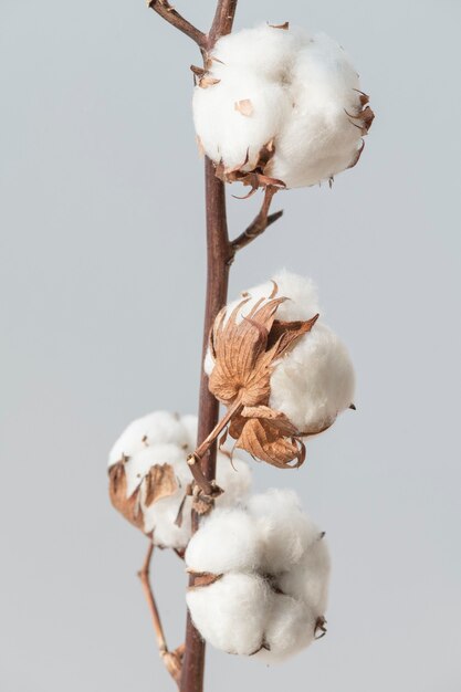 Cotton flower branch on a blue background