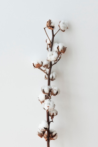 Free photo cotton flower branch