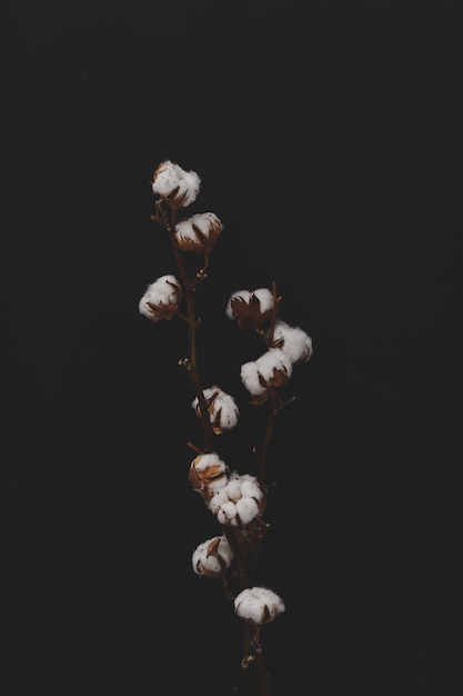 어두운 배경에 목화 꽃