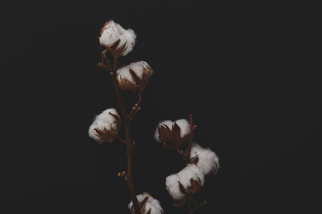 暗い背景に綿の花