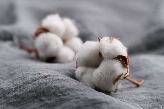 Cotton flowers