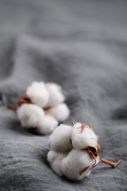 Cotton flowers