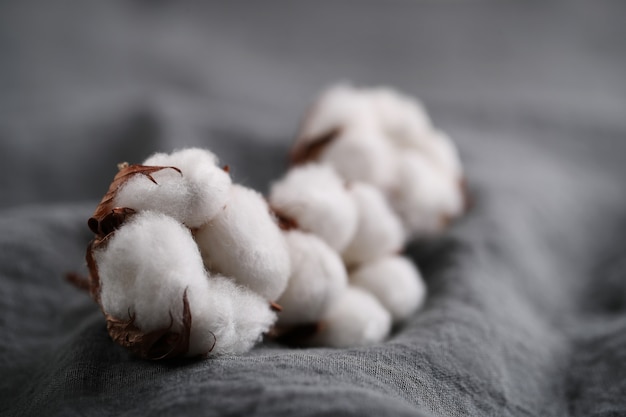 Cotton flowers