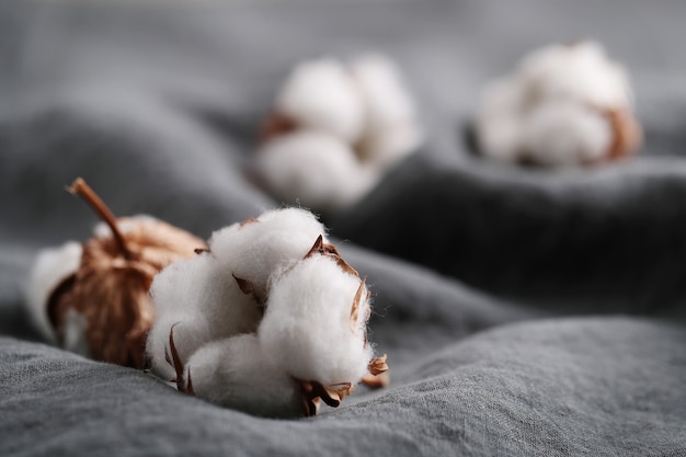 Cotton flowers