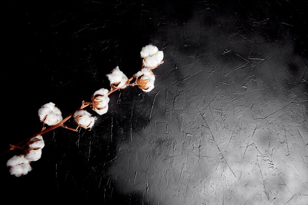 綿花 暗い黒い石の表面に白いふわふわの綿の花の枝 プレミアム写真
