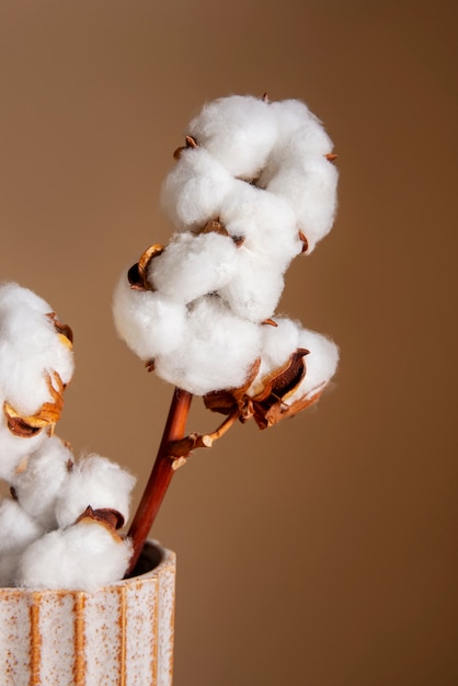 Cotton plants still life