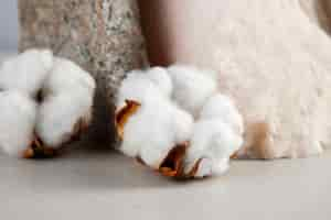 Free photo cotton plants still life