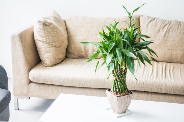 Couchs with a plant in the middle on a table