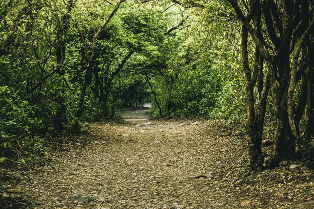 country environment track leaf rambling footpath